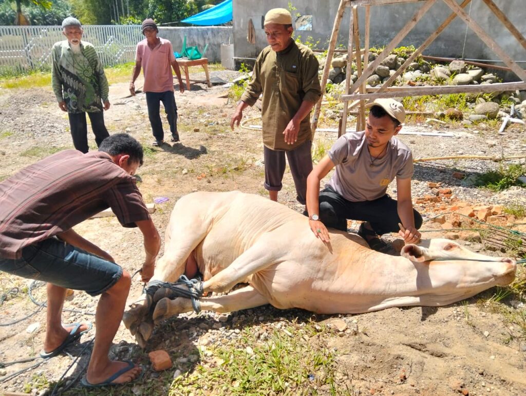 Aktivitas Qurban 1447 H/2026 M